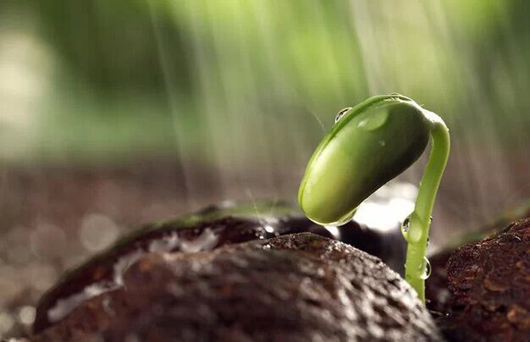 我國環(huán)境生物修復(fù)技術(shù)有哪些